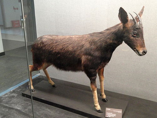 Mainland serow